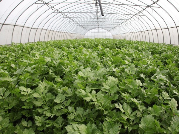 大棚陰天下雨可以打葉面肥嗎?噴施注意問題